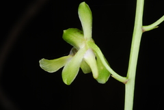 Eulophia analamerensis image