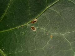 Lichtensia viburni