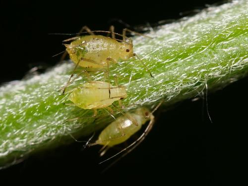 Foxglove Aphid photo 3