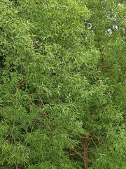 Salix