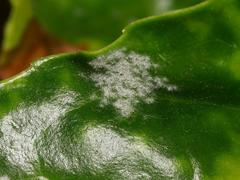 Podosphaera tridactyla