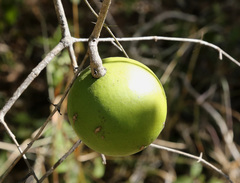 Strychnos spinosa spinosa