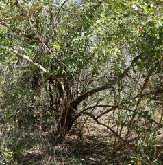 Strychnos spinosa spinosa