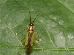 Campyloneura virgula