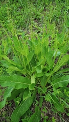 Salvia pratensis