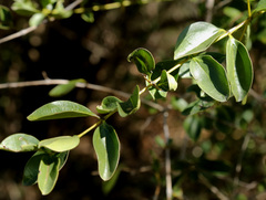 Strychnos spinosa spinosa