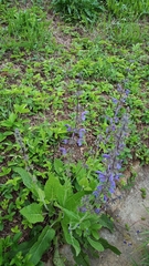 Salvia pratensis