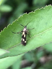 Eretmocera