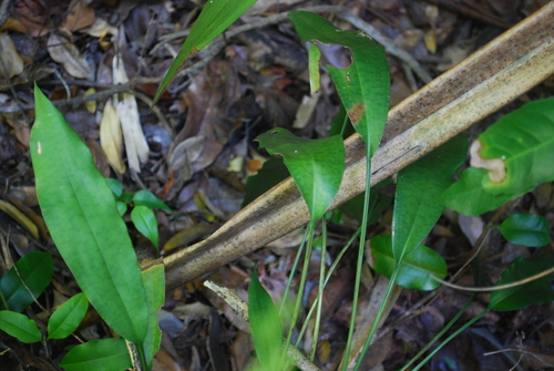 Eulophia analamerensis image