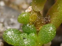 Nasonovia dasyphylli