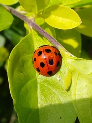 Harmonia dimidiata