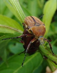 Cosmiomorpha similis