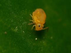 Deuterosminthurus pallipes