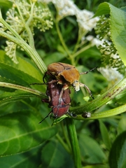 Cosmiomorpha similis
