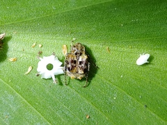 Dasyvalgus formosanus