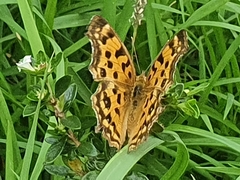 Polygonia c-aureum lunulata