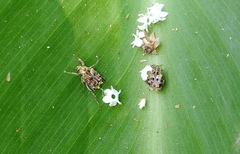 Dasyvalgus formosanus