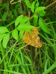 Polygonia c-aureum lunulata