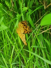 Polygonia c-aureum lunulata