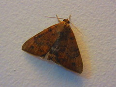 Poaphilini