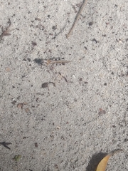 Oedaleus abruptus