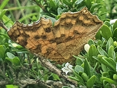 Polygonia c-aureum lunulata