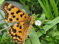 Polygonia c-aureum lunulata