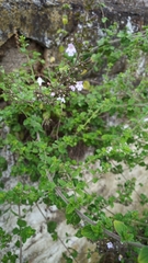 Clinopodium nepeta