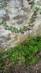 Clinopodium nepeta