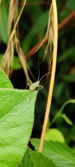 Phaneroptera