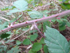 Rubus leucostachys