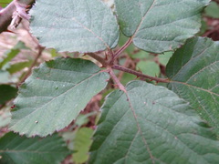 Rubus leucostachys
