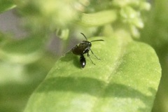 Trypoxylon