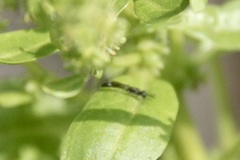Trypoxylon