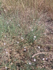Petrorhagia saxifraga