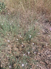 Petrorhagia saxifraga