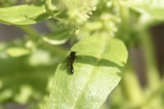 Trypoxylon