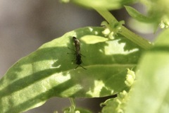 Trypoxylon