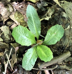 Micranthes micranthidifolia