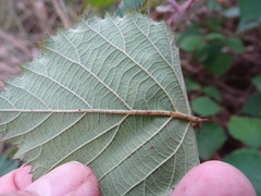 Rubus leucostachys