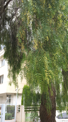 Schinus molle