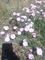 Convolvulus cantabrica