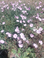 Convolvulus cantabrica