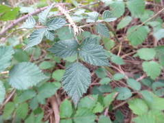 Rubus leucostachys