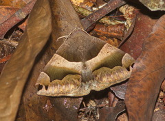 Poaphilini