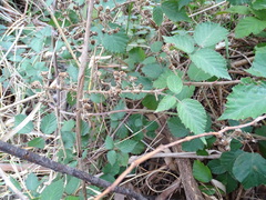 Rubus leucostachys