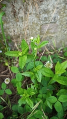 Erigeron annuus