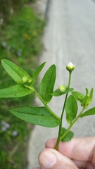 Erigeron annuus
