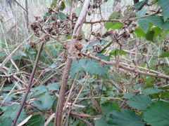Rubus leucostachys