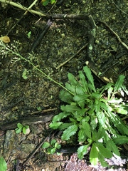 Micranthes micranthidifolia